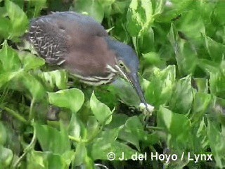 Green Heron (virescens/bahamensis) - ML201295971