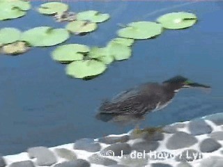 Green Heron (virescens/bahamensis) - ML201295981