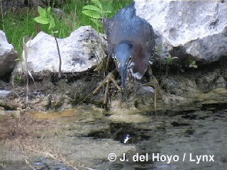 Green Heron (virescens/bahamensis) - ML201296001