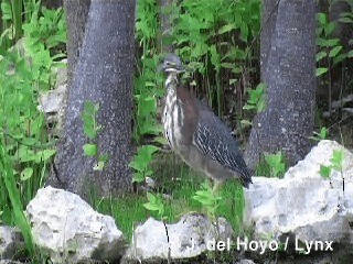 Green Heron (virescens/bahamensis) - ML201296011