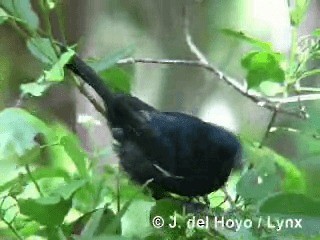 Cuban Bullfinch - ML201296251