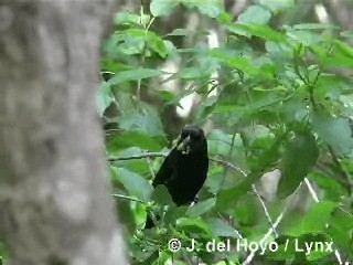 Cuban Bullfinch - ML201296261