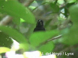 Cuban Bullfinch - ML201296271