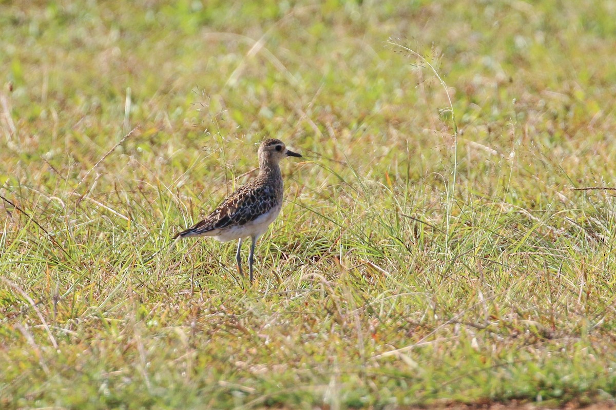 Pacific Golden-Plover - ML20129631