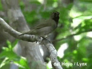 Yellow-faced Grassquit - ML201296451