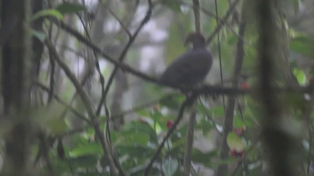 Russet-crowned Quail-Dove - ML201296491