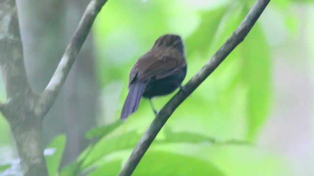 Spiny-faced Antshrike - ML201296501