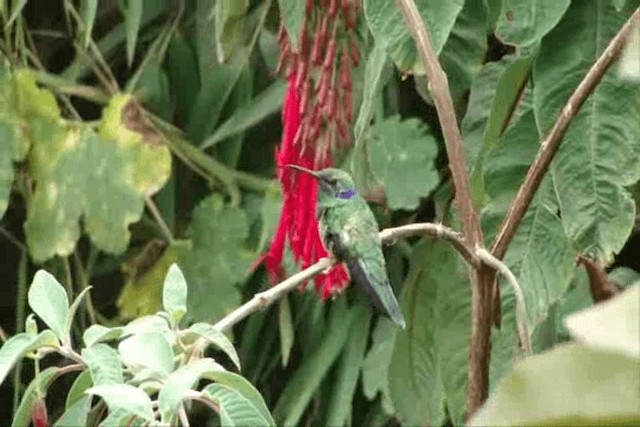 kolibřík modrolící - ML201296561
