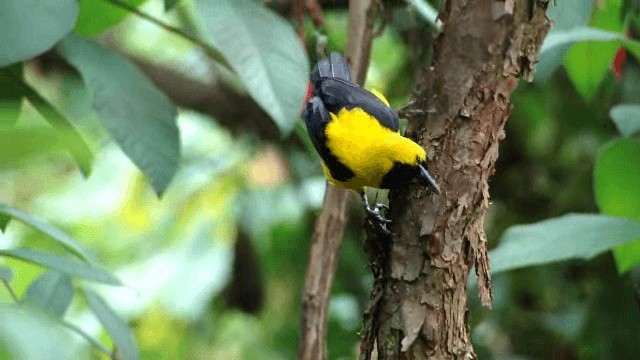 Yellow-backed Oriole - ML201296601