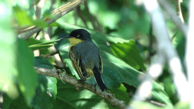 Common Tody-Flycatcher - ML201296641