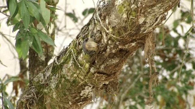 Red-crowned Woodpecker - ML201296651