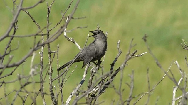 Кошачий пересмешник - ML201296681