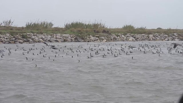 Great Cormorant (Eurasian) - ML201296741