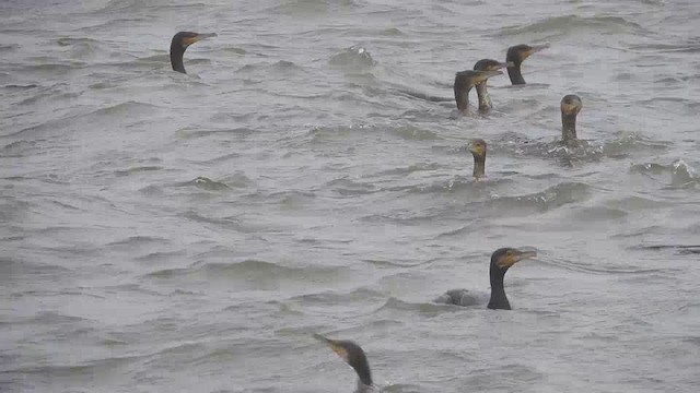 Grand Cormoran (sinensis/hanedae) - ML201296751