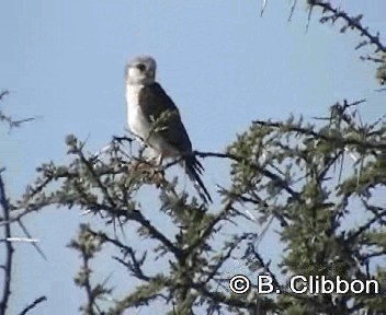 Pygmy Falcon - ML201296801