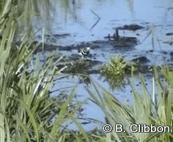 Takkeli Cılıbıt (tricollaris) - ML201296811