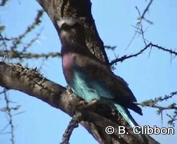 Leylak Renkli Gökkuzgun (caudatus) - ML201296831