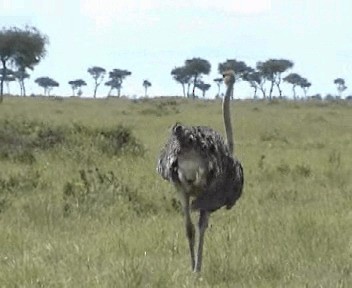 Common Ostrich - ML201296891