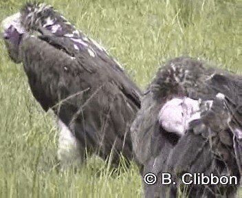 Lappet-faced Vulture - ML201296901