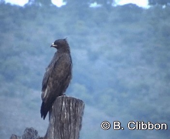 Wahlberg's Eagle - ML201296931