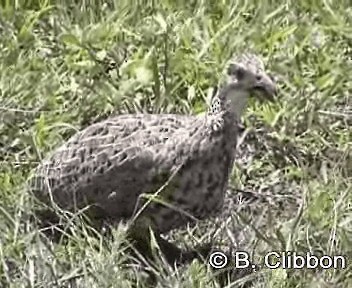 Shelley's Francolin - ML201296961