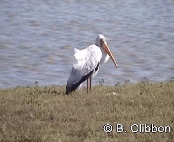 Yellow-billed Stork - ML201296971