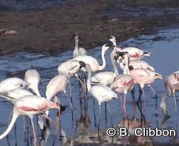 Greater Flamingo - ML201297041