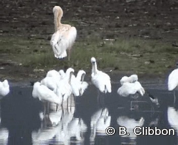 African Spoonbill - ML201297051