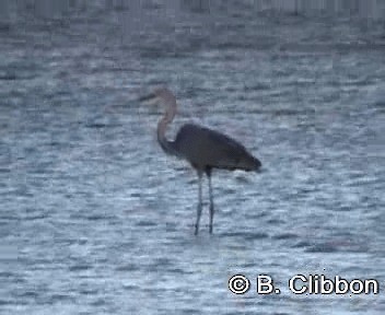 Goliath Heron - ML201297101