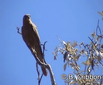 Fox Kestrel - ML201297131