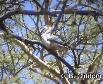 Lanner Falcon - ML201297141