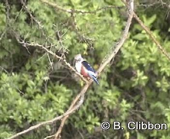 Gray-headed Kingfisher - ML201297151