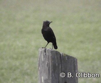 Northern Anteater-Chat - ML201297161