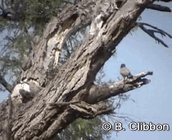 Red-bellied Parrot - ML201297171