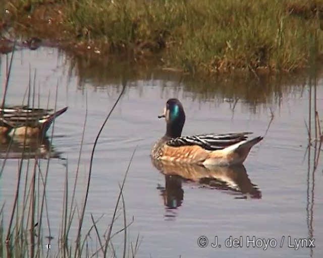 Chiloe Wigeon - ML201297691