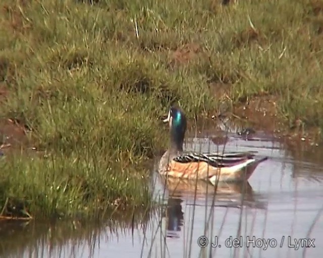 Chiloe Wigeon - ML201297701