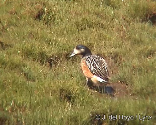 Chiloe Wigeon - ML201297711