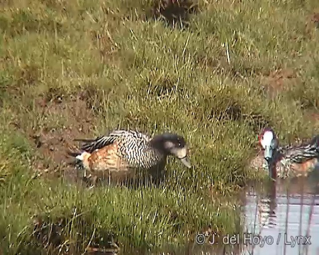 Chiloe Wigeon - ML201297721