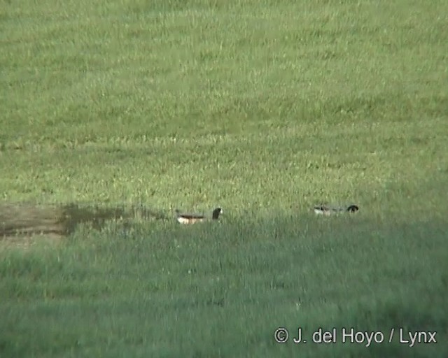 Chiloe Wigeon - ML201297731