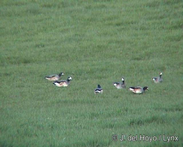 Canard de Chiloé - ML201297741