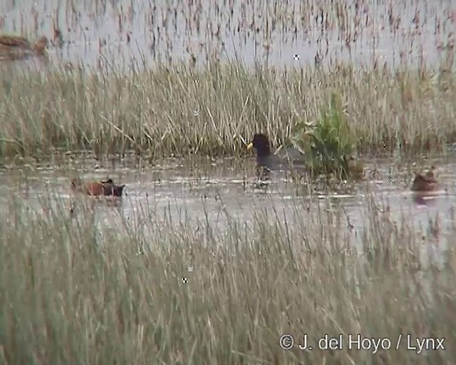 Cinnamon Teal - ML201297861