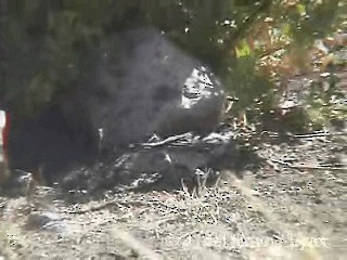 Mourning Sierra Finch (Mourning) - ML201298181