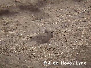 Croaking Ground Dove - ML201298221