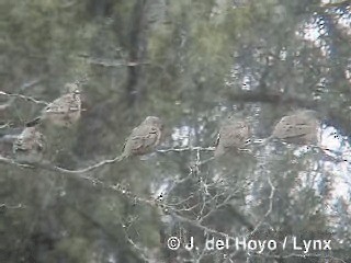 Croaking Ground Dove - ML201298231