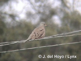 Croaking Ground Dove - ML201298241