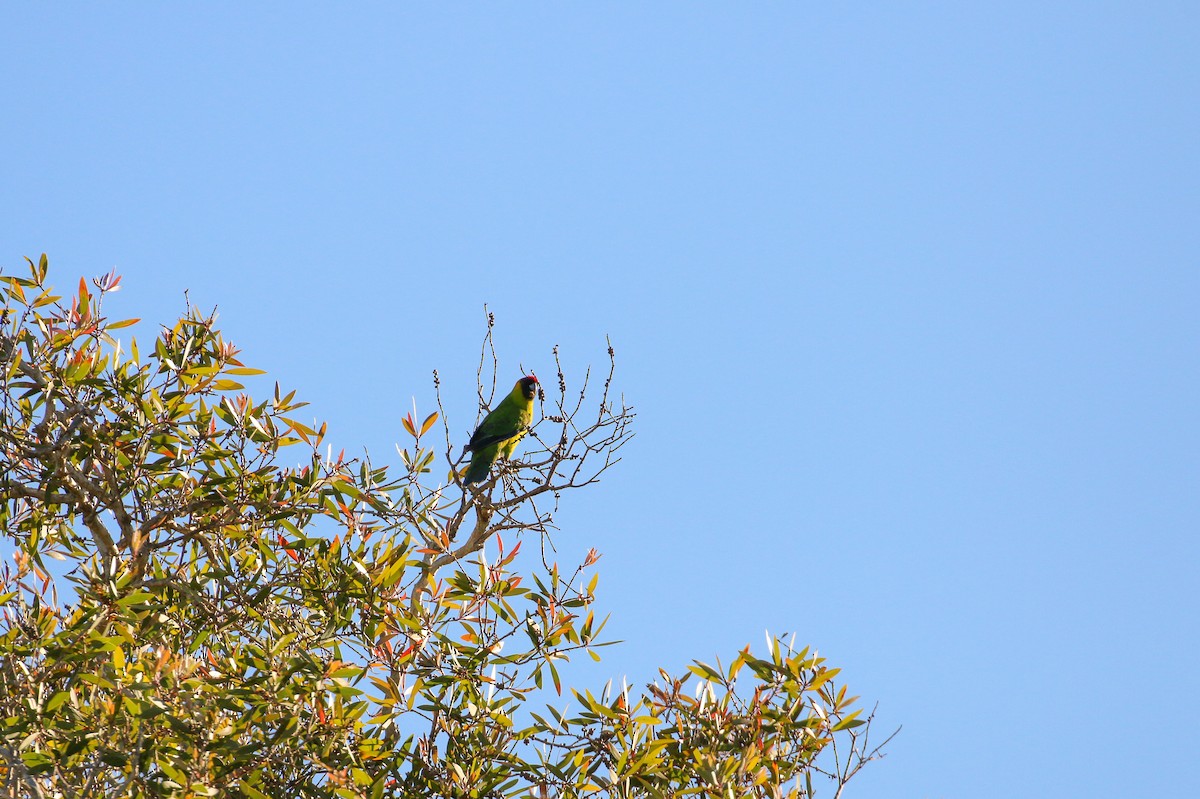 Perico Cornudo - ML20129831