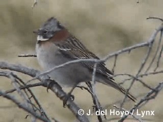 Rufous-collared Sparrow (Patagonian) - ML201298371