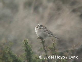 Chingolo Común (australis) - ML201298381