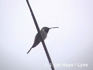 Colibrí del Atacama - ML201298451