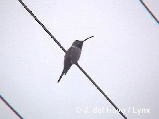 Colibrí del Atacama - ML201298461